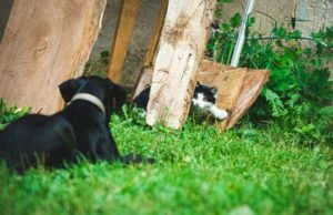 Mengapa Kucing dan Anjing Suka Makan Rumput?