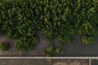 Kehilangan 61% Hutan Kalimantan Barat dalam 20 Tahun Terakhir