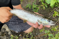 5 Fakta Menarik tentang Salmon Atlantik, Spesies Terbesar dalam Genus Salmo