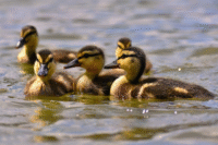 Kenali Duck Syndrome dan Cara Mengatasinya untuk Kesehatan Mental Mahasiswa