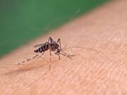 Jamur Beraroma Bunga yang Mengusir Nyamuk