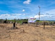 Kemenhut Tangkap Pelaku Perambahan Hutan Seblat