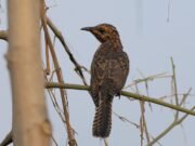 5 Fakta Menarik Burung Uncuing yang Terkait Mitos