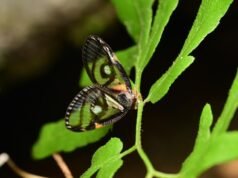 5 Fakta Menarik Euricania Ocellus, Serangga dengan Mata Palsu yang Menipu Musuh