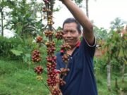 Mengenal Kopi Nusantara: Rasa Kaya dari Bumi Indonesia