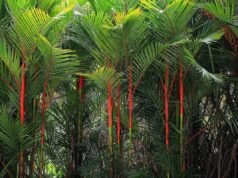 Manfaat Palem Merah dan Teknik Menanam Sederhana