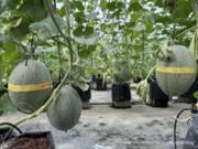 Menikmati Kelezatan Panen Melon di Puspa Agraria, Wisata Pertanian Desa Bedali