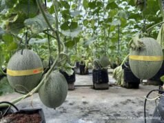 Menikmati Kelezatan Panen Melon di Puspa Agraria, Wisata Pertanian Desa Bedali