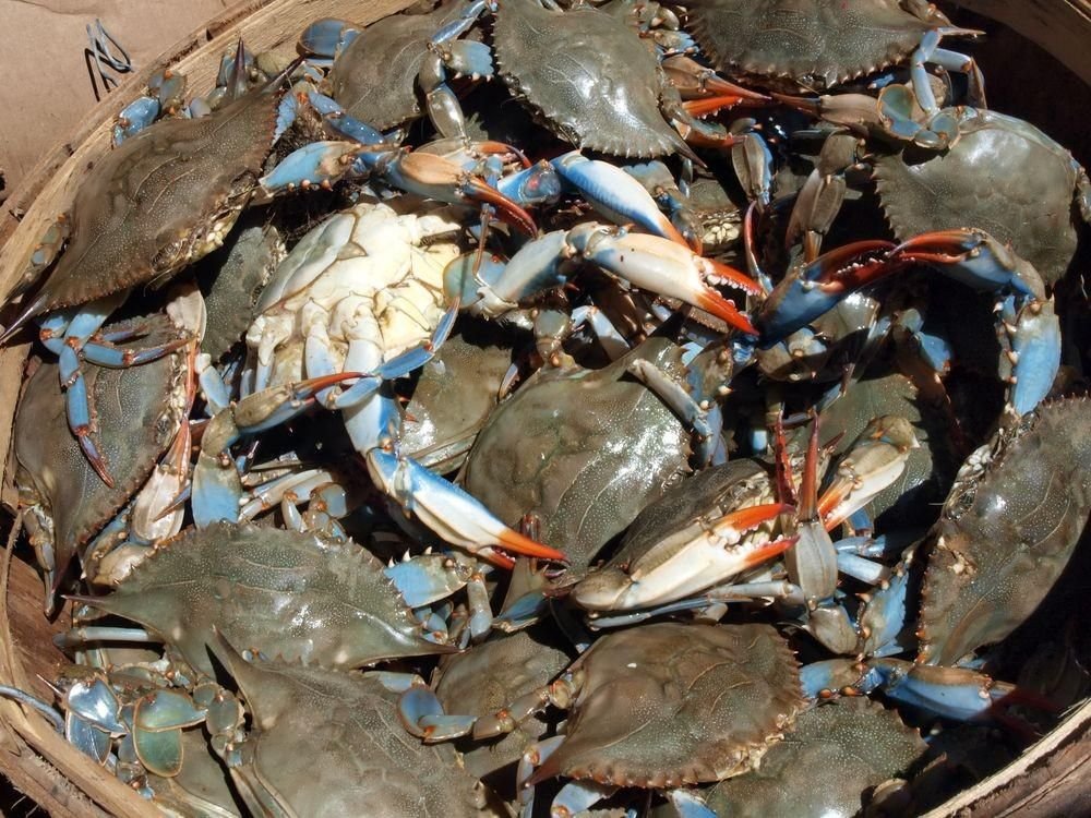 Kepiting Merasakan Nyeri, Penemuan Studi Baru - Indonesia Discover