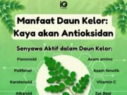 Manfaat Kesehatan Daun Jelatang: Rasa Terbakar dan Gatal Saat Bersentuhan Kulit