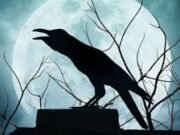 Mitos dan Fakta Burung Gagak yang Mysterious