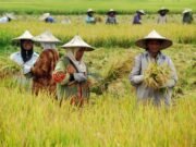 Petani Garut Dapat Bantuan Premi AUTP dan Asmik untuk Perlindungan Gagal Panen dan Kesehatan
