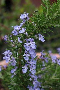 Jenis Bunga Aromaterapi untuk Relaksasi Alami