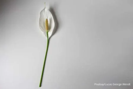 Cara merawat peace lily untuk ruangan indah dan udara bersih