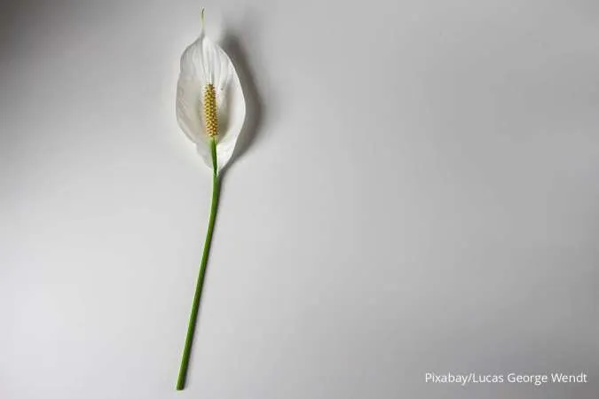 Cara merawat peace lily untuk ruangan indah dan udara bersih