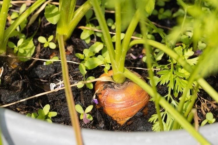 8 Tanaman Sayur Terbaik untuk Ditanam di Dalam Rumah