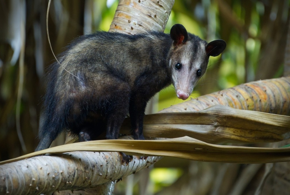5 fakta menarik opossum selatan di hutan primer dan sekunder