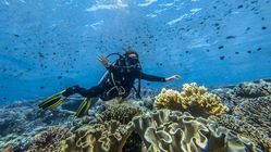 Direktori Selam Indonesia, Paspor Wajib untuk Pecinta Bawah Laut