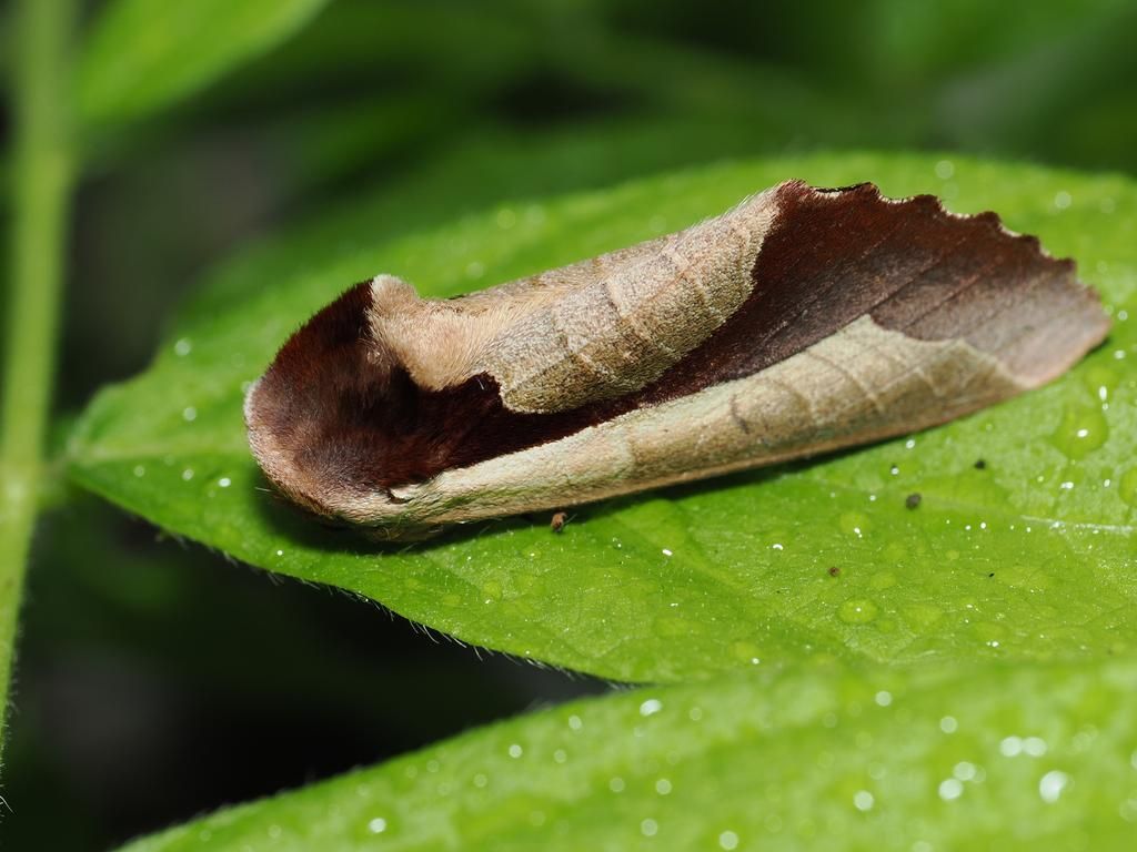 5 Fakta Menarik Uropyia meticulodina, Ngengat dengan Kamera Sempurna