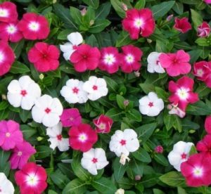 Pesona Bunga Hias: Jenis Populer yang Mudah Dirawat di Rumah