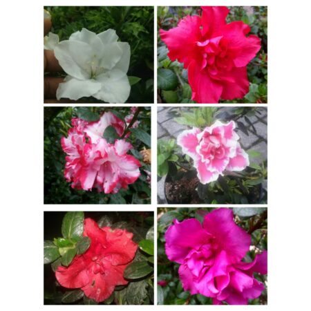 Bukan Tanaman Biasa: Rahasia Merawat Azalea dan Rhododendron untuk Taman Instagenik!
