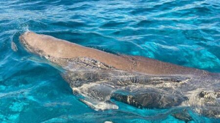 Wisata NTT: Keajaiban Alor, Lihat Dugong dan Nikmati Makan di Pantai