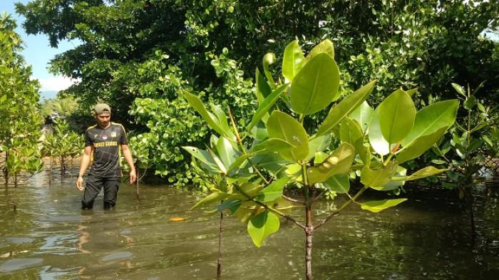 Cipayung Plus Minta Gubernur Sulteng Tindak PT TAS yang Rusak Mangrove