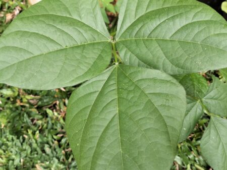 Edamame: Kacang Hijau Bergizi untuk Jantung, Kulit, dan Pemangkasan Berat Badan