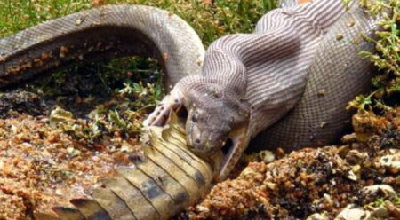 Mental Juara dan Comeback Mengagumkan: Lima Gol di Emirates, United Kalahkan Arsenal