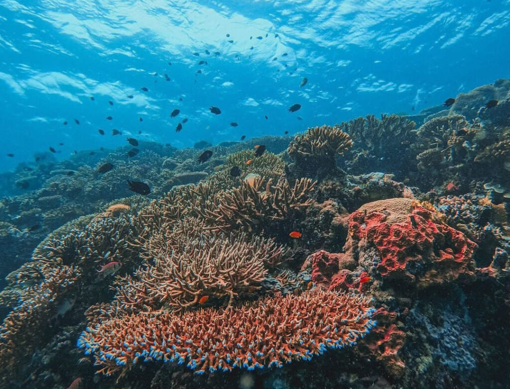 Rekomendasi Wisata Kaltim: Maratua, Surga Tersembunyi Indonesia