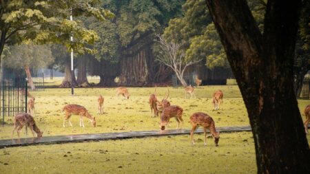 Harga Tiket Masuk 5 Wisata Populer Bogor Februari 2026