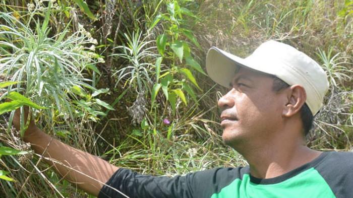 Jelajah Puncak Wanggameti Sumba, Temui Bunga Edelweis