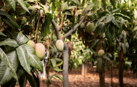 Kelompok Paling Rentan Terinfeksi Virus Nipah