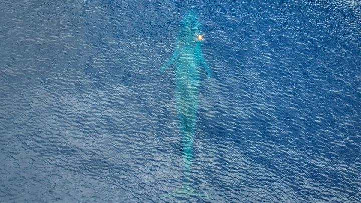 Tag satelit lacak perjalanan paus biru 2.000 km di Indonesia