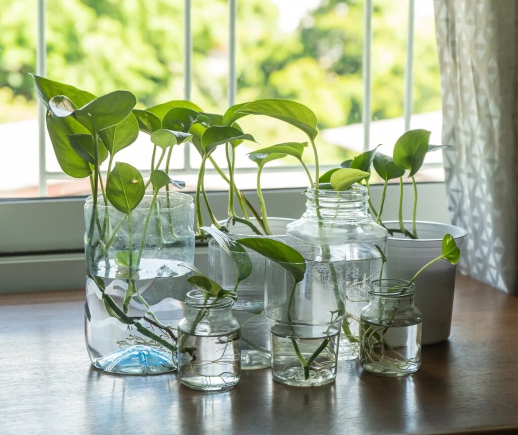 Anti Gagal! 10 Tanaman Hidroponik Sederhana untuk Pemula