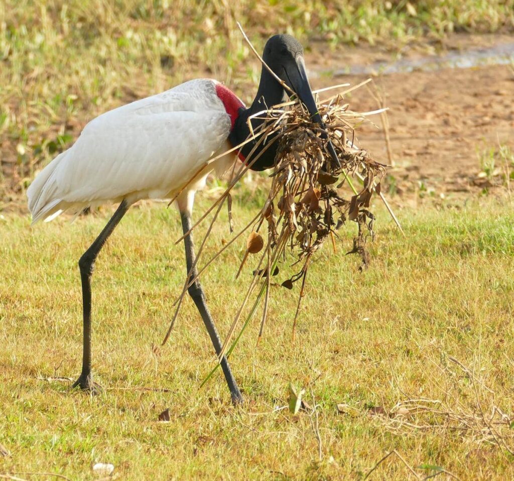 5 Fakta Menarik Jabiru, Burung Raksasa Setinggi Manusia
