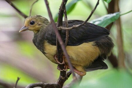 5 Hewan Tangguh yang Berkembang Tanpa Orangtua