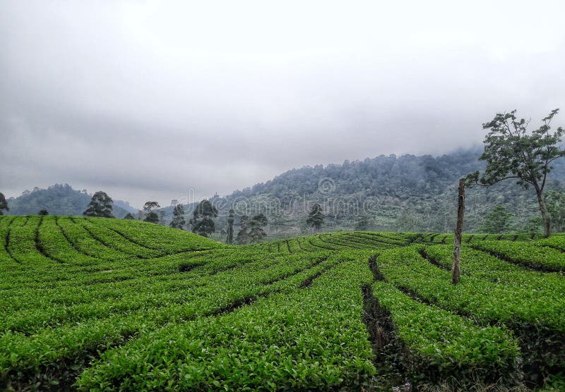 Wisata Kebun Teh Jawa Barat: Pemandangan Alami yang Menenangkan