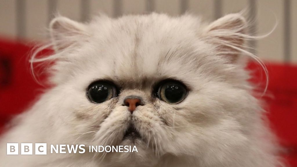 Imigrasi Ungkap WNA Bawa Senjata Tajam di Rumah Penitipan Kucing Tangsel