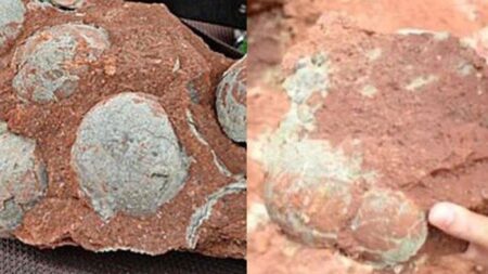 Heboh Temuan Telur Dinosaus Tua, Apakah Milik Titanosaurus dan Ankylosaurus?