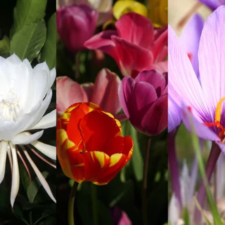 Bunga Termahal di Dunia, Harga yang Mengagumkan!