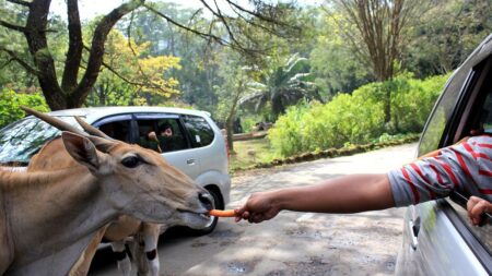 Harga Tiket Taman Safari Bogor 2026, Jadwal dan Wahana Lengkap