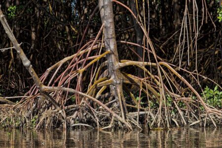 Cara Mangrove Menyaring Garam Melalui Daun dan Akar