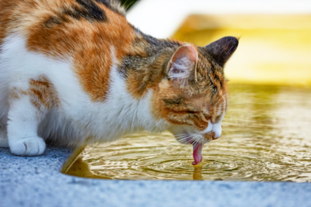 Mengapa Kucing Suka Minum Air WC? Ini Penjelasannya