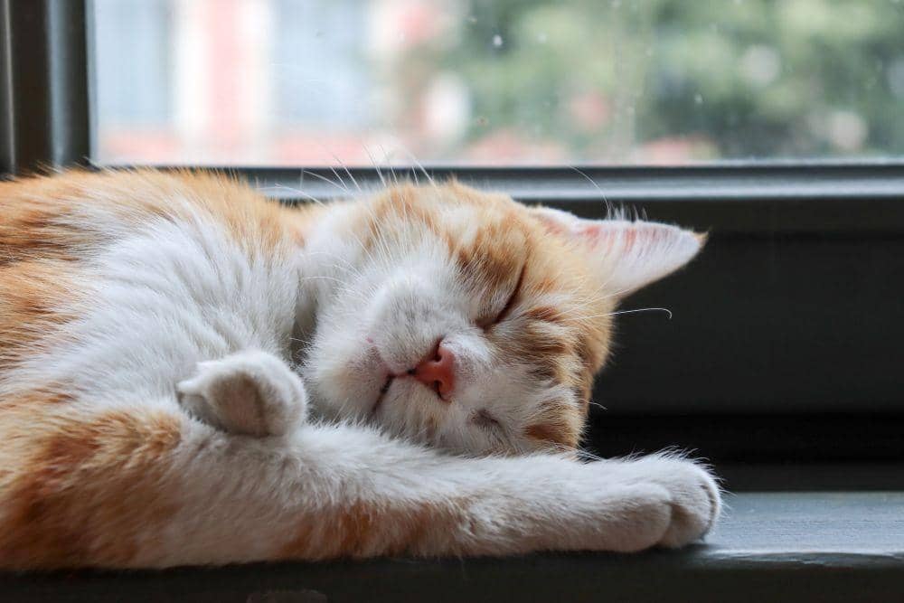 Kucing Lemas Tidak Makan? Ini Penyebab dan Cara Mengatasinya