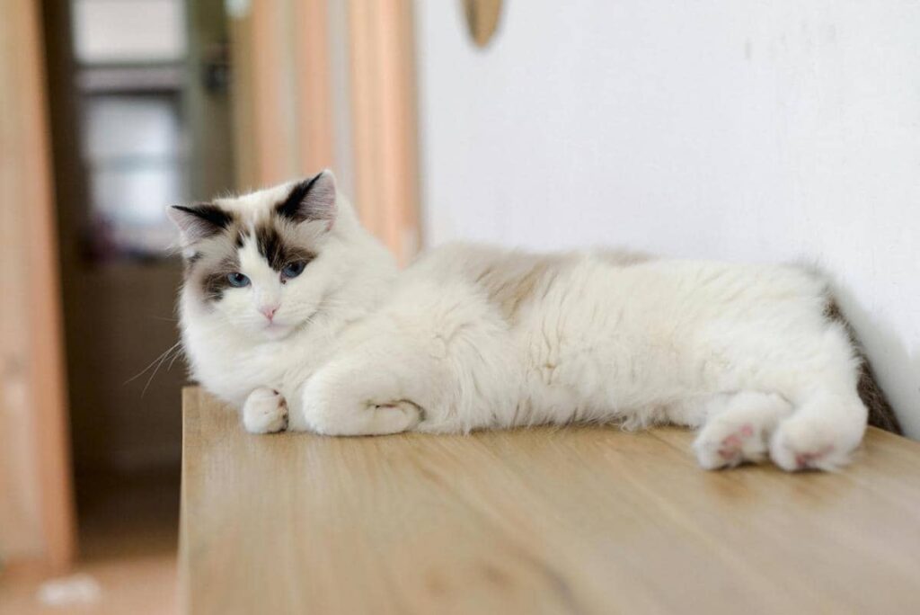 Mengapa Kucing Ragdoll Lemas Saat Digendong?