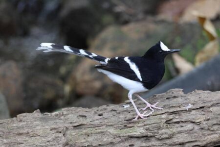 5 Fakta Menarik Burung White Crowned Forktail di Batuannya