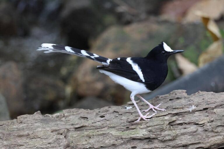 5 Fakta Menarik Burung White Crowned Forktail di Batuannya