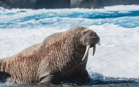 Kumis Walrus: Senjata Hidup di Dasar Laut Gelap