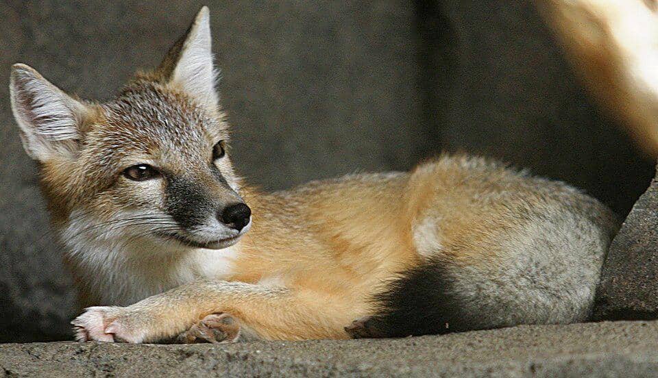 7 Fakta Menarik tentang Rubah Kecil yang Mirip Kucing